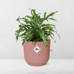 Microsorum Diversifolium dans ELHO Vibes Fold 14cm rose – Image 6