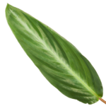 Calathea Stripestar - 40 cm - Ø12cm – Image 2