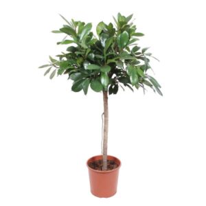 Ficus Cyathistipula arbre - 150 cm - ø30