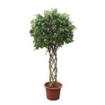 Ficus Benjamina Exotica tronc tressé - 250 cm - ø55