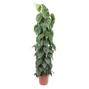 Philodendron Scandens tuteur mousse - 150 cm - ø27