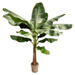 Bananier (Musa) - 225 cm - ø30