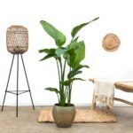 Strelitzia Nicolai - 160 cm - ø24 – Image 3