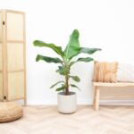 Bananier (Musa) - 150 cm - ø30 – Image 2