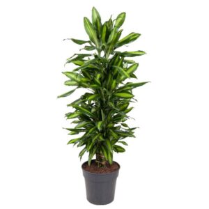 Dracaena Cintho ramifié - 120 cm - ø27
