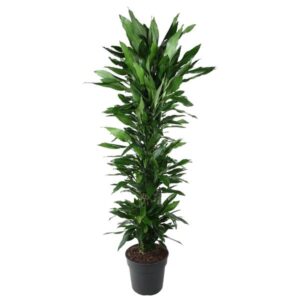 Dracaena Janet Lind ramifié - 170 cm - ø34