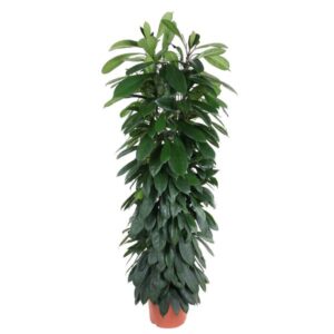 Ficus Cyatistipula colonne - 150 cm - ø29