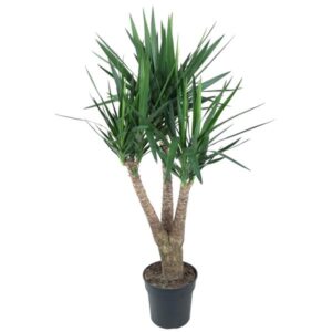 Yucca Elephantipe ramifié - 150 cm - ø31