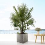 Chamaerops Humilis arbuste - 200 cm - ø40 – Image 3