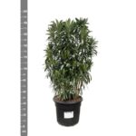 Nerium Oleander arbuste - 190cm- Ø55 – Image 2