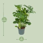 Monster Deliciosa - Ø30cm - ↕100cm – Image 2