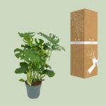 Monster Deliciosa - Ø30cm - ↕100cm – Image 3