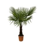 Trachycarpus - 180cm- Ø30