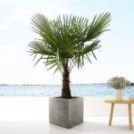 Trachycarpus - 180cm- Ø30 – Image 3