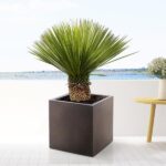 Yucca Rostrata - 120cm- Ø35 – Image 3