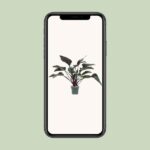 Philodendron Red Beauty - Ø27cm - ↕60cm – Image 4