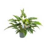 Philodendron Rambo - Ø27cm - ↕65cm