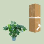 Monstera Deliciosa - Ø30cm - ↕100cm – Image 3