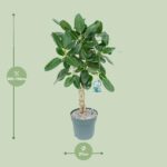 Ficus Altissima - Ø27cm - ↕110cm – Image 2