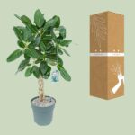Ficus Altissima - Ø27cm - ↕110cm – Image 3