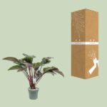 Philodendron Red Beauty - Ø30cm - ↕110cm – Image 3