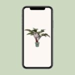 Philodendron Red Beauty - Ø30cm - ↕110cm – Image 4