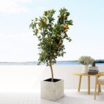 Citrus Calamondin - 200 cm - ø40 – Image 3