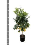 Citrus Lemon - 200cm - ø40 – Image 2