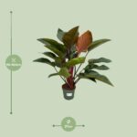 Philodendron Red Beauty - Ø27cm - ↕100cm – Image 2