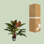 Philodendron Red Beauty - Ø27cm - ↕100cm – Image 3