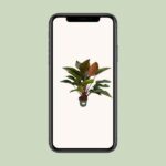 Philodendron Red Beauty - Ø27cm - ↕100cm – Image 4