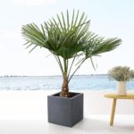 Trachycarpus - 130cm- Ø21 – Image 3
