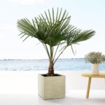 Trachycarpus - 130cm- Ø21 – Image 4