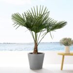 Trachycarpus - 130cm- Ø21 – Image 5
