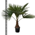 Trachycarpus - 90cm- Ø21 – Image 2