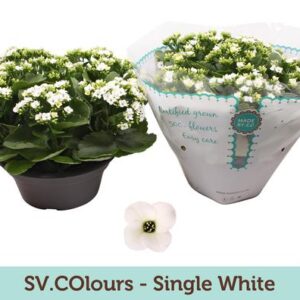 Kalanchoe Single White - Ø23cm - ↕27cm
