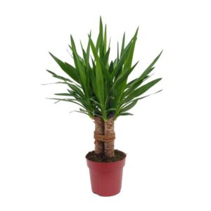 Yucca "Tres Cañas" 30 Tronc P19 - Ø19cm - ↕70cm