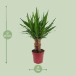 Yucca "Tres Cañas" 30 Tronc P19 - Ø19cm - ↕70cm – Image 2