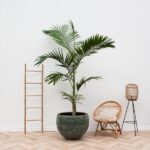 Archontophoenix Alexandrae - 250cm - ø30 – Image 2