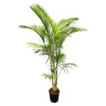 Archontophoenix Alexandrae Grupo à plusieurs troncs - 200cm - ø30