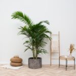 Archontophoenix Alexandrae Grupo à plusieurs troncs - 200cm - ø30 – Image 2