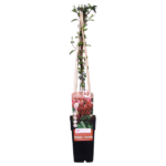 Lonicera japonica 'Red World' - ↨65cm - Ø15 – Image 2