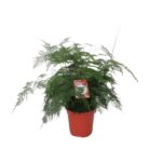 Asparagus Setaceus Buisson - Ø21cm - ↕60cm