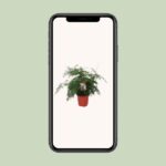 Asparagus Setaceus Buisson - Ø21cm - ↕60cm – Image 4