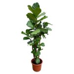 Ficus Lyrata ramifié XXL - 230cm - ø40