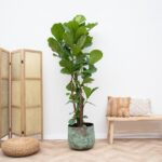 Ficus Lyrata ramifié XXL - 230cm - ø40 – Image 2