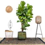 Ficus Lyrata ramifié XXL - 230cm - ø40 – Image 3
