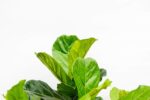 Ficus Lyrata ramifié XXL - 230cm - ø40 – Image 5