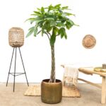 Pachira Aquatica - 160cm - ø27 – Image 3