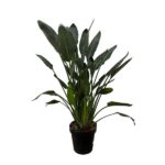 Strelitzia Reginae - 130 cm - Ø24 – Image 2